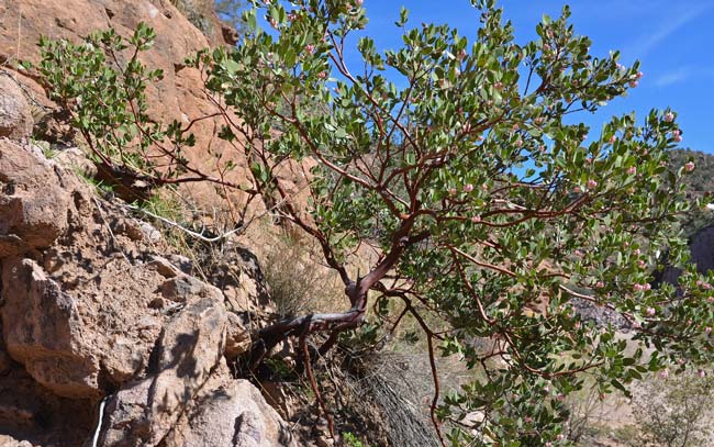 Arctostaphylos pungens, Pointleaf Manzanita, Southwest Desert Flora